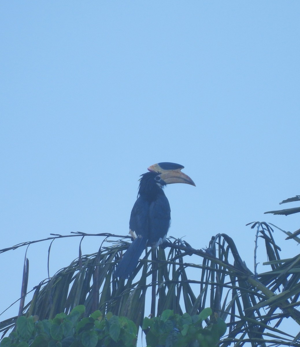 Malabar Pied-Hornbill - ML641481687