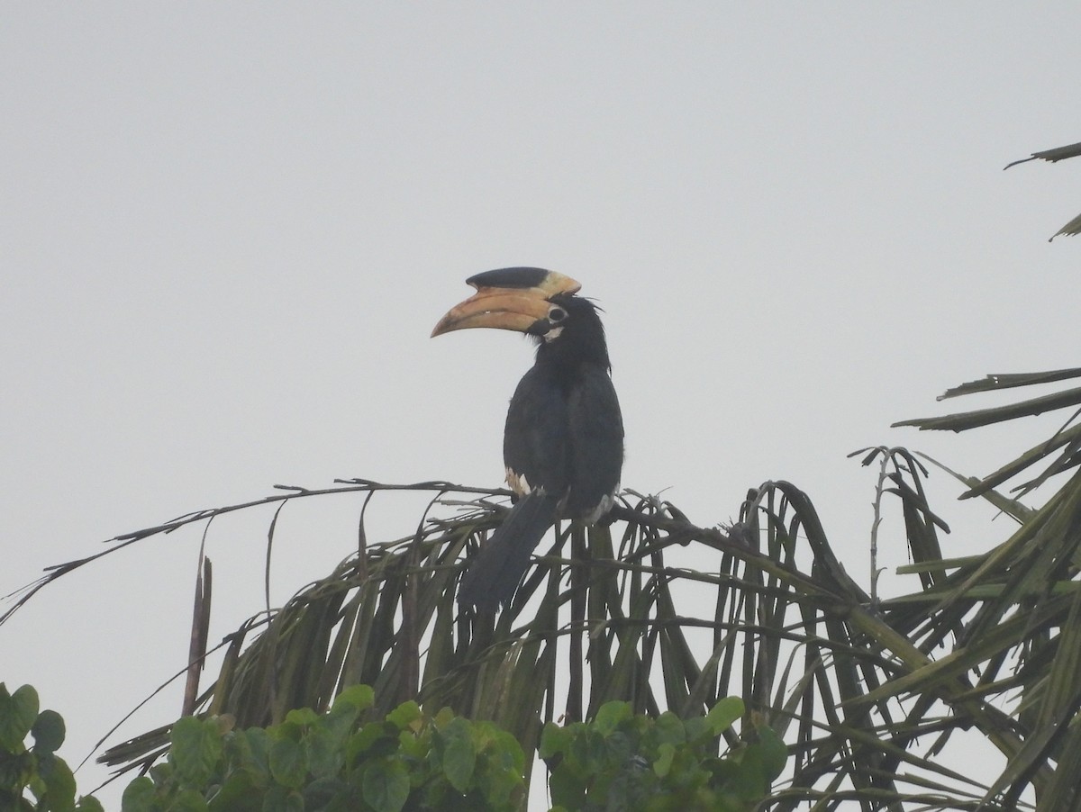 Malabar Pied-Hornbill - ML641481688