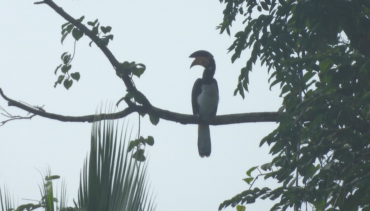 Malabar Pied-Hornbill - ML641481689