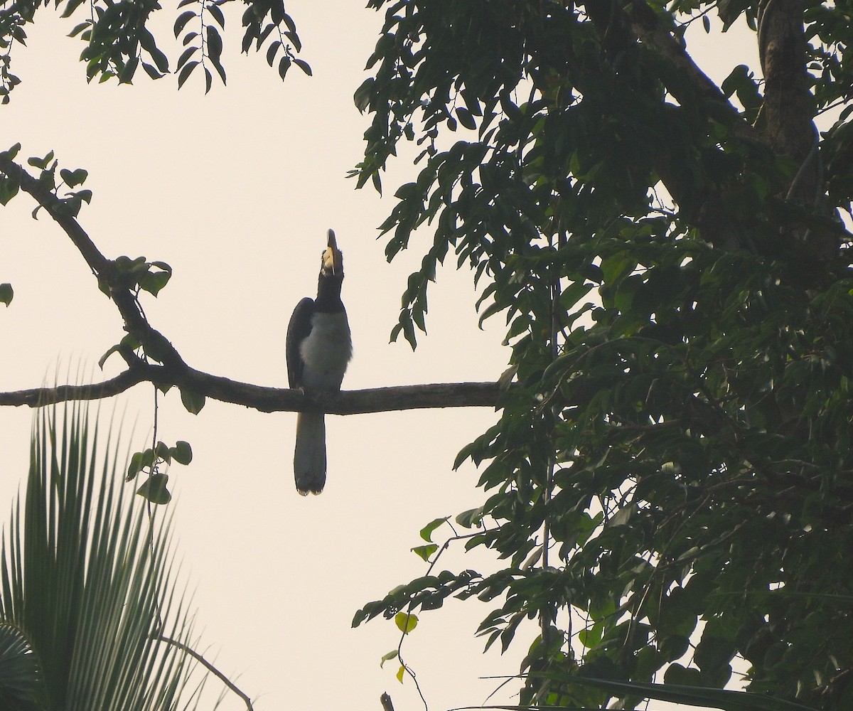 Malabar Pied-Hornbill - ML641481690