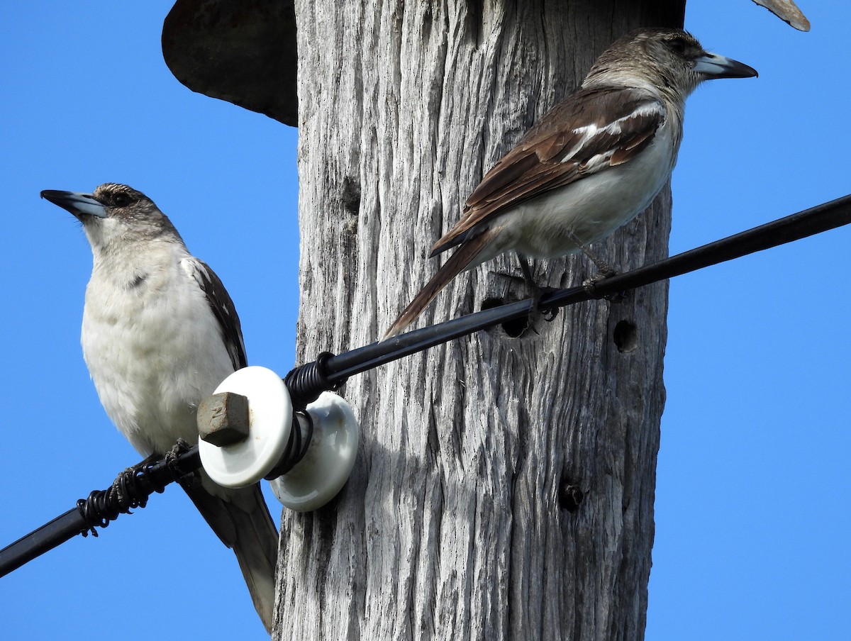 Pied Butcherbird - ML641481692
