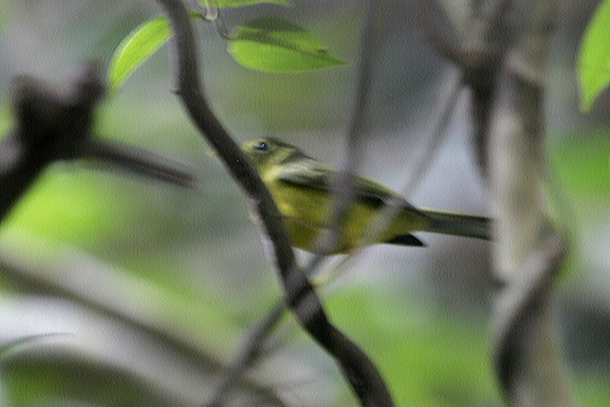 Bianchi's Warbler - Matthew Kwan