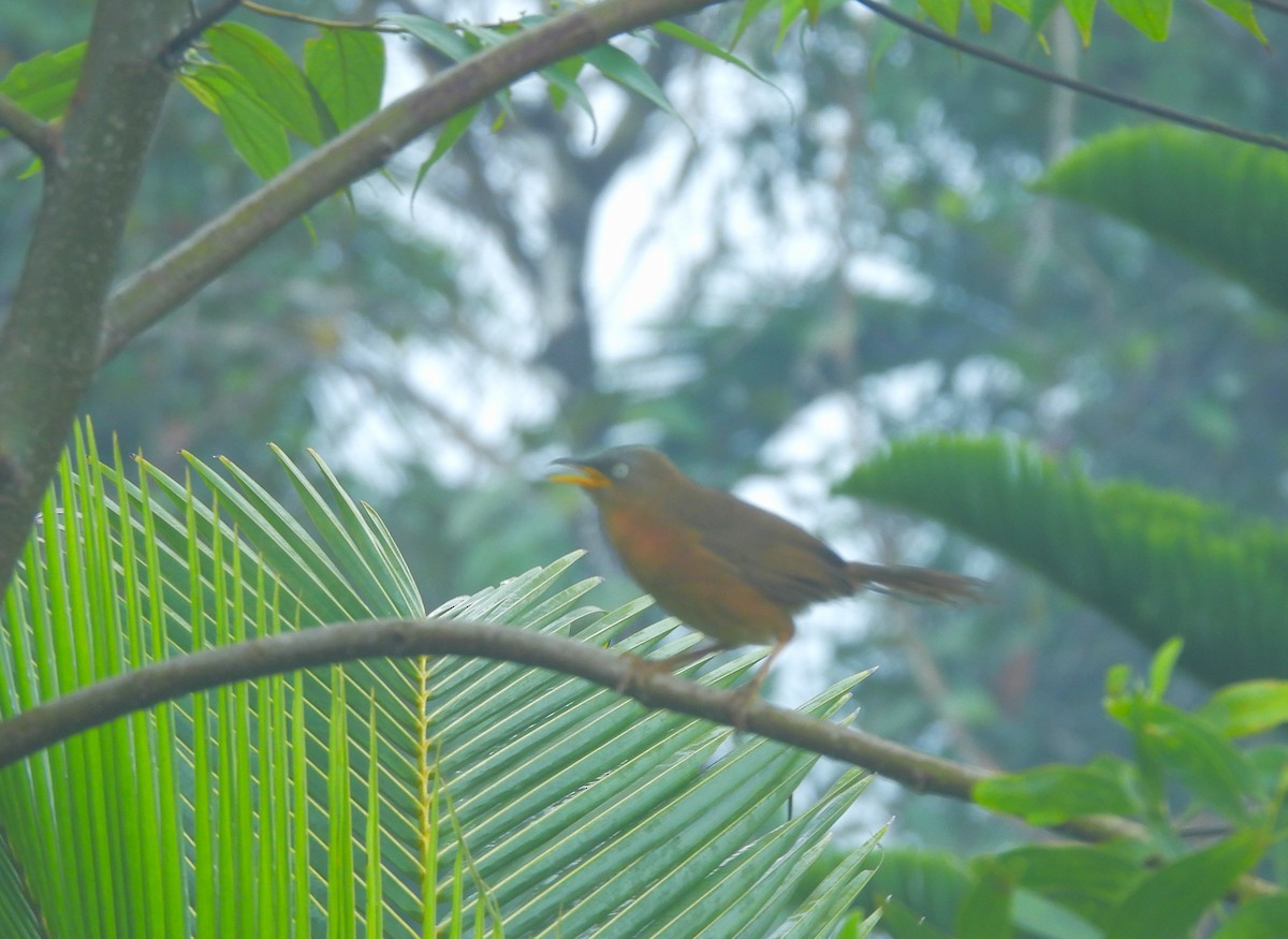 Rufous Babbler - ML641481739