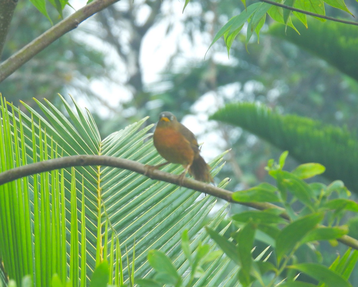 Rufous Babbler - ML641481740