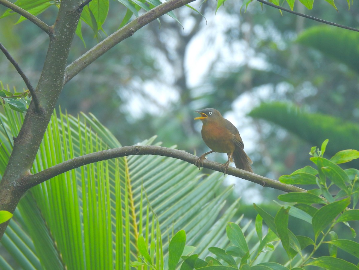 Rufous Babbler - ML641481741