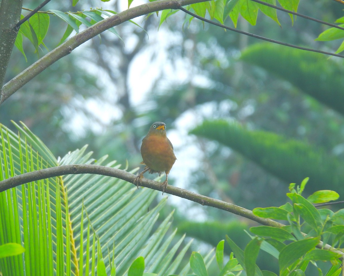Rufous Babbler - ML641481742