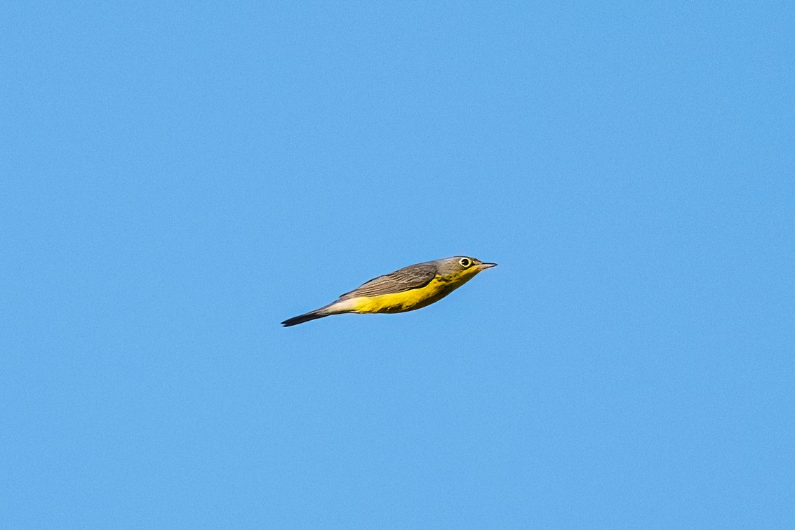 Kanadawaldsänger - ML641481750