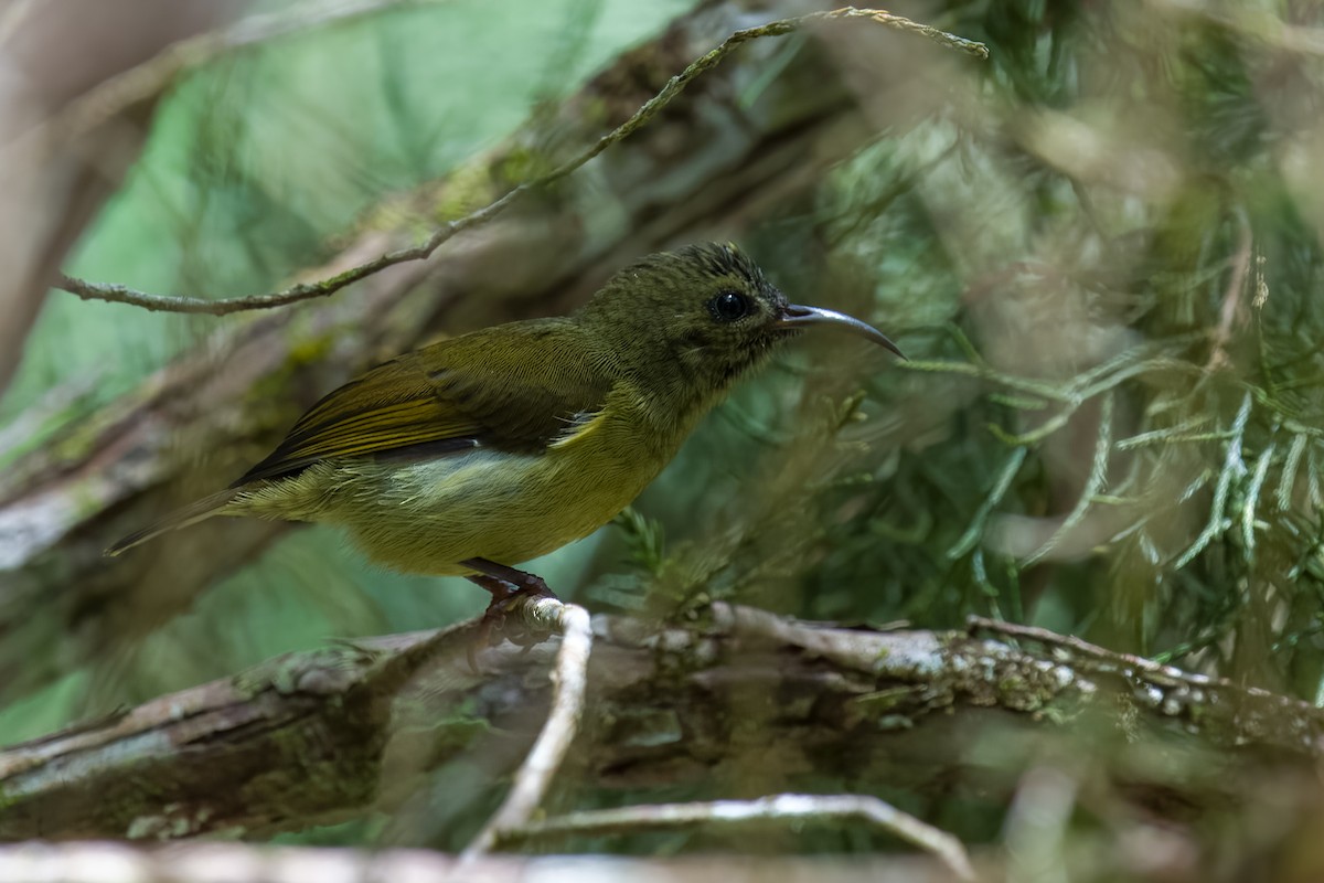 Black-throated Sunbird - ML641481775