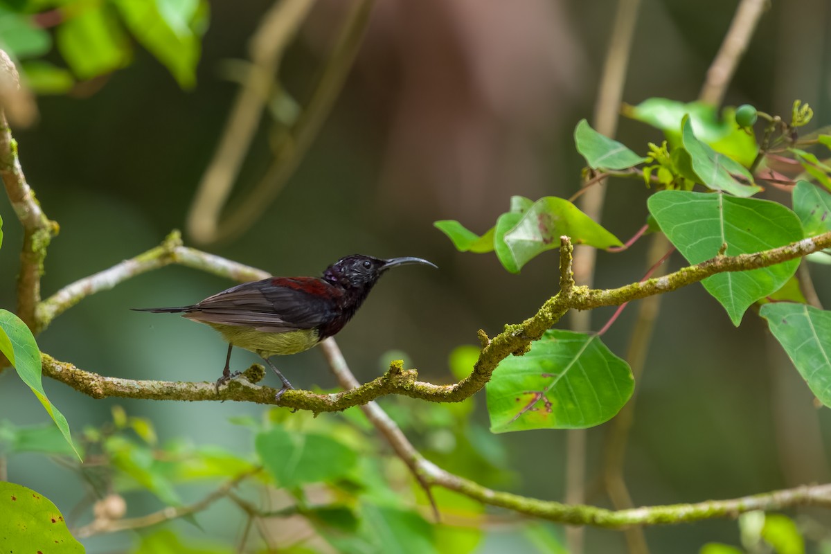 Black-throated Sunbird - ML641481776