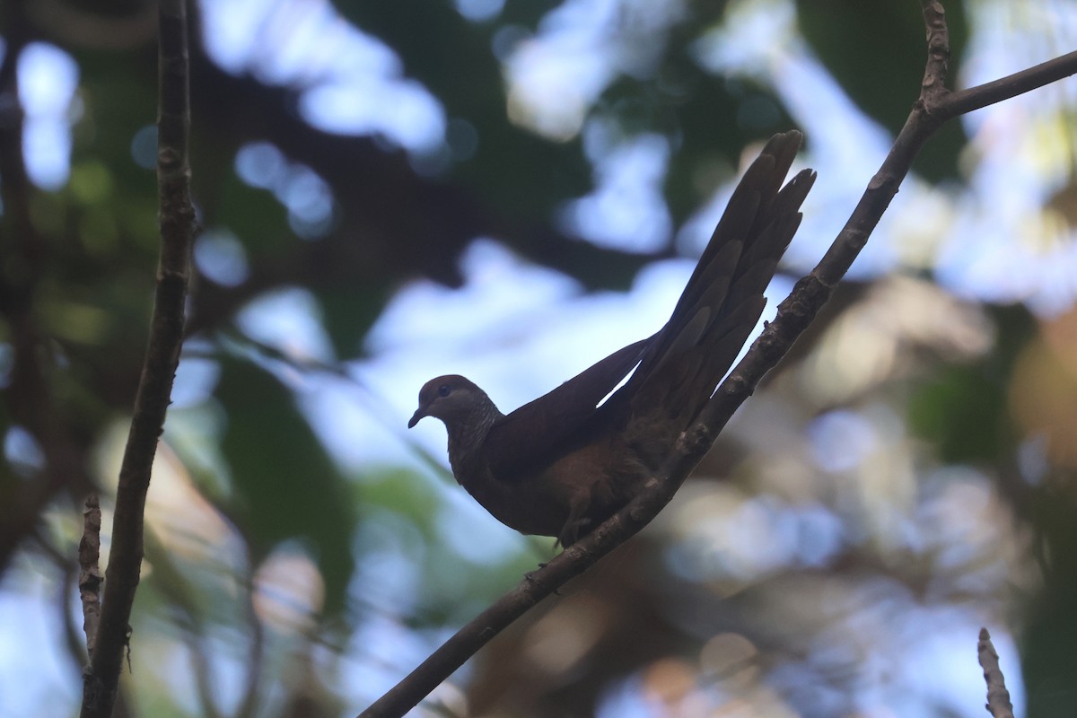 Sultan's Cuckoo-Dove (Sulawesi) - ML641481790