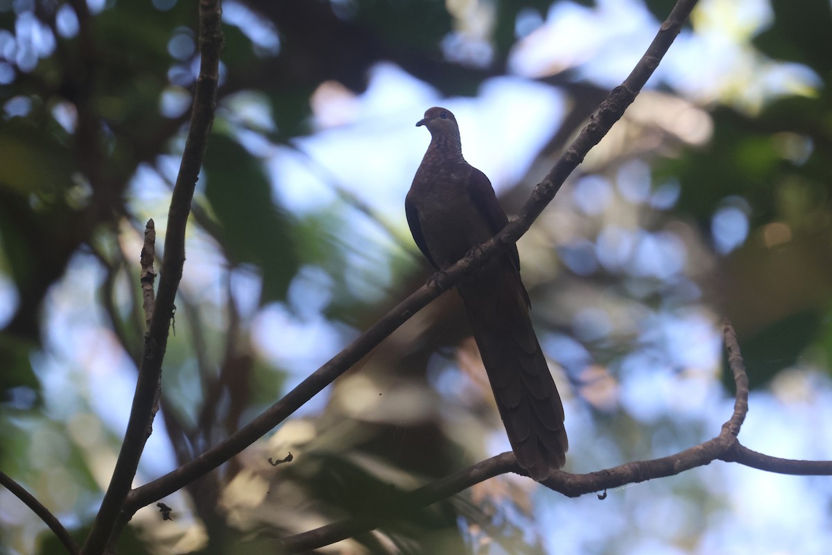 Sultan's Cuckoo-Dove (Sulawesi) - ML641481791