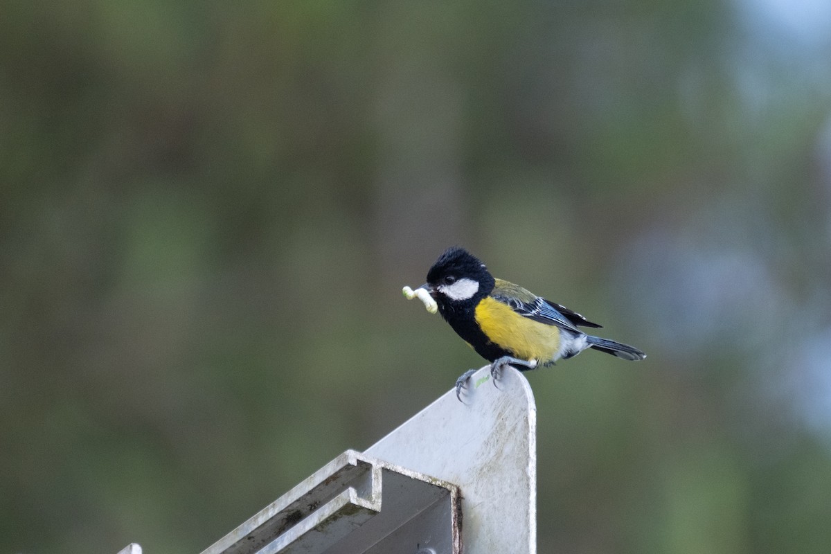 Green-backed Tit - ML641481795