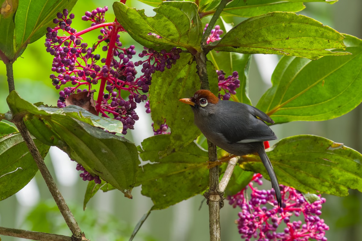 Chestnut-capped Laughingthrush - ML641481802