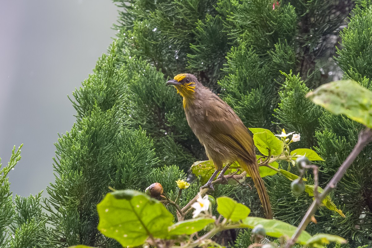 Stripe-throated Bulbul - ML641481810