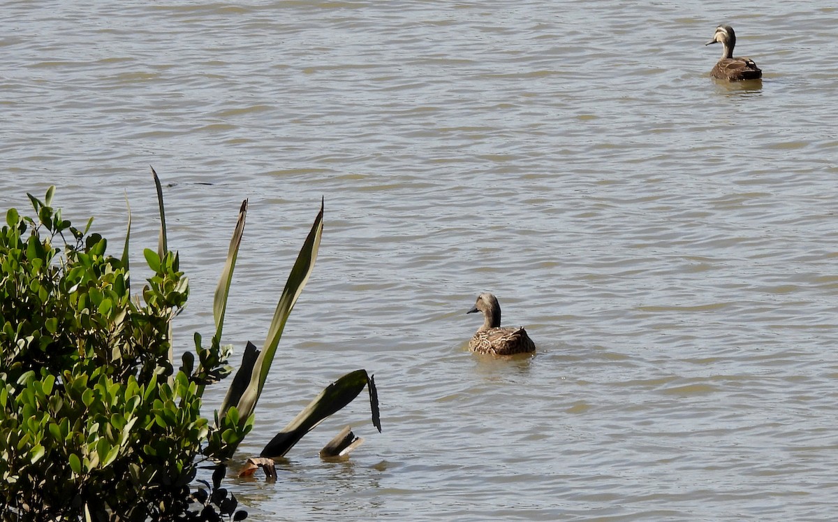 Canard bridé - ML641481861