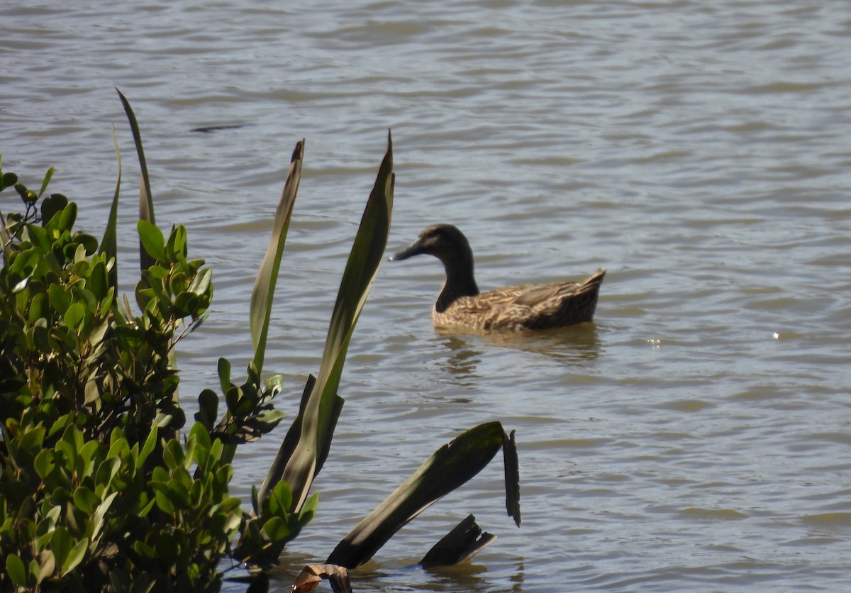 Canard bridé - ML641481872