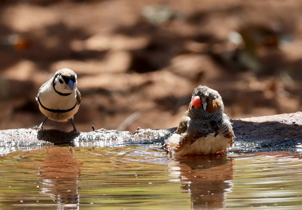 Zebra Finch - ML641481876