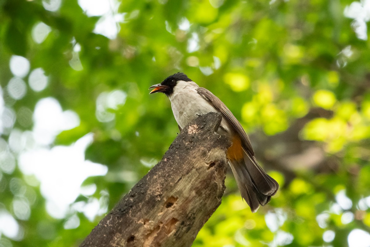 Bulbul urre-ipurdia - ML641481878