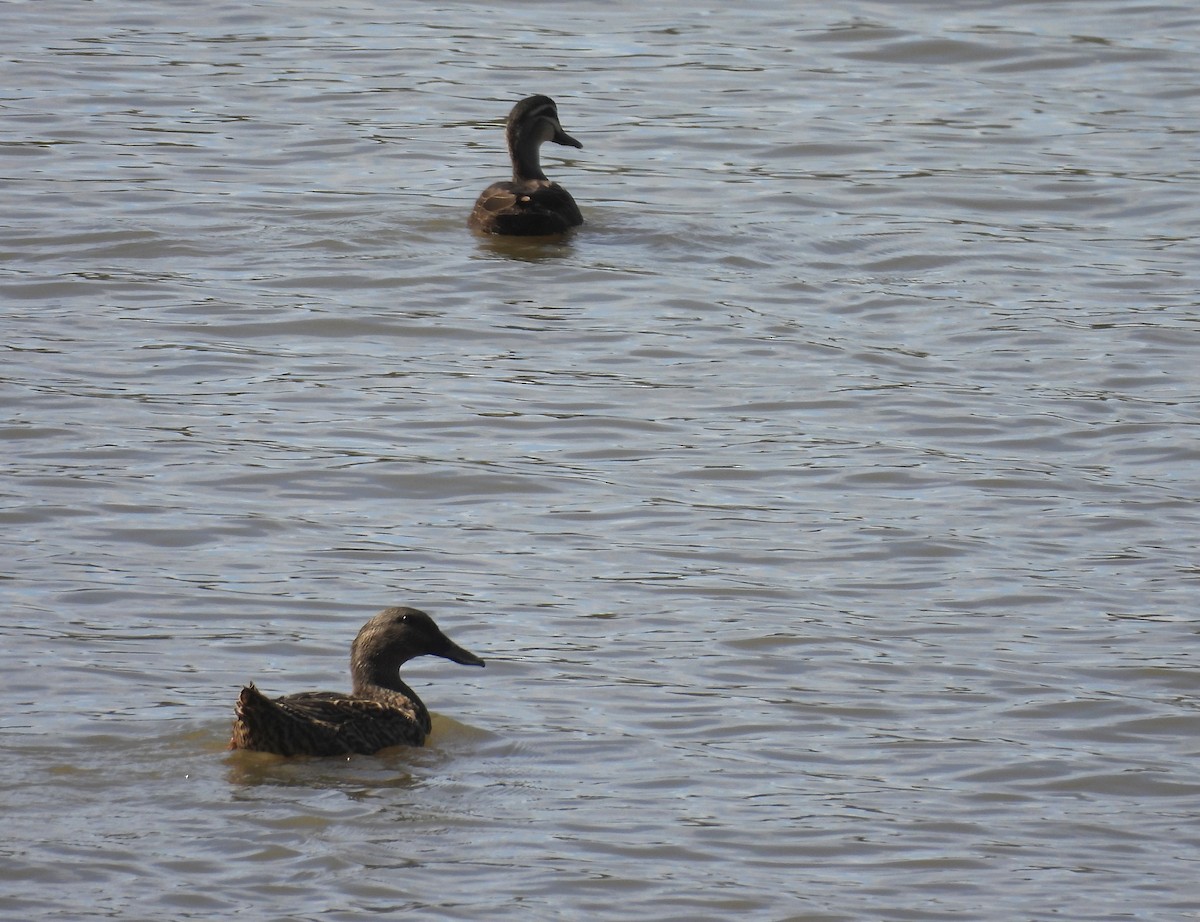 Canard bridé - ML641481883