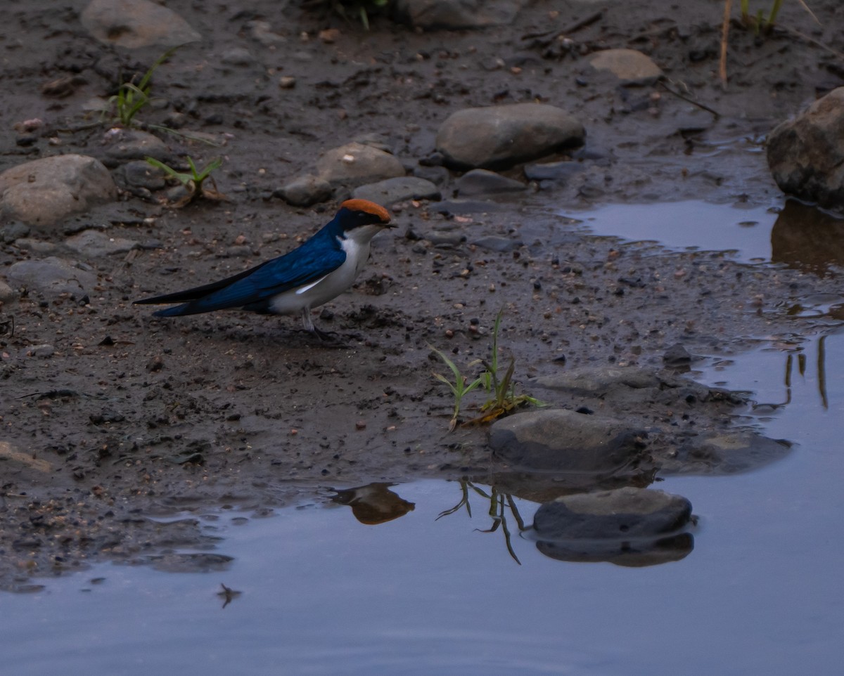 Wire-tailed Swallow - ML641481894