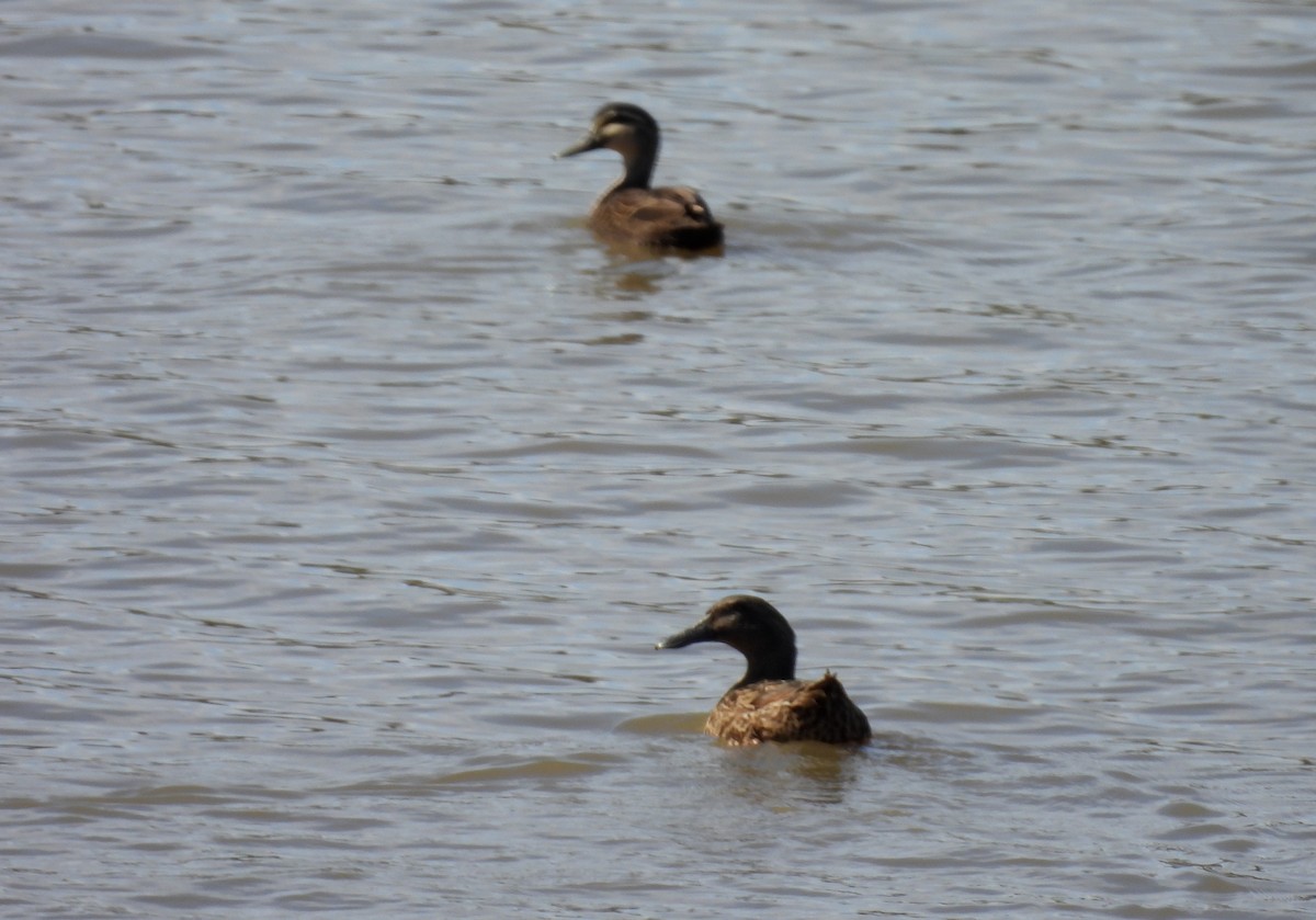 Canard bridé - ML641481895