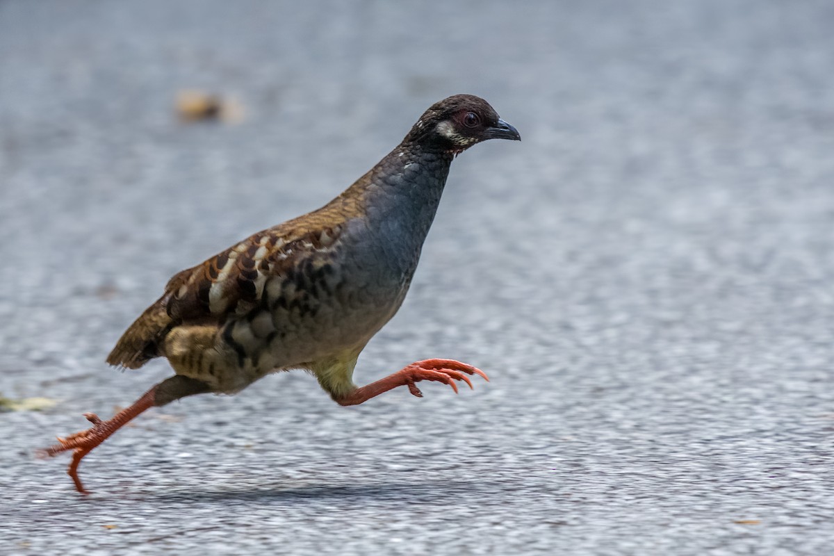 Malayan Partridge - ML641481907