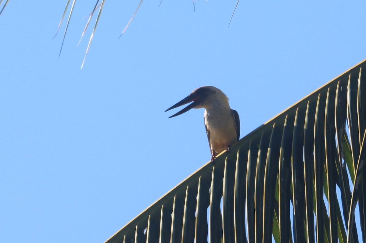 Great-billed Kingfisher - ML641481921