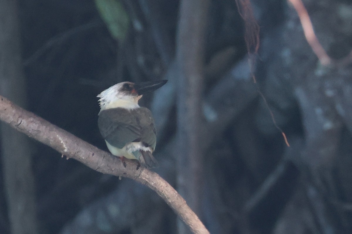 Great-billed Kingfisher - ML641481922