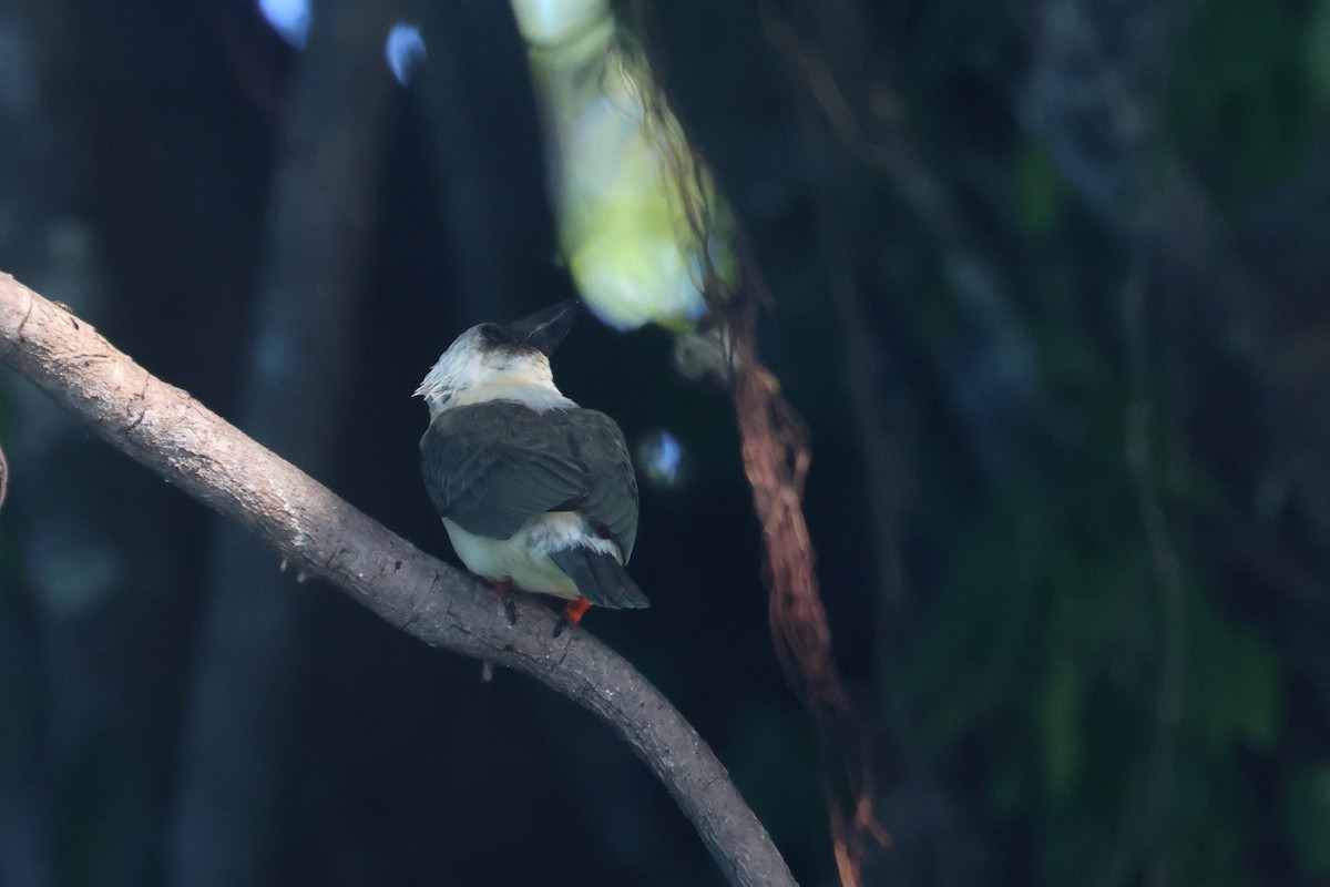 Great-billed Kingfisher - ML641481923
