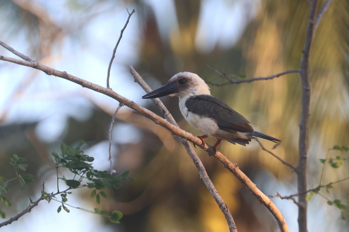 Great-billed Kingfisher - ML641481926