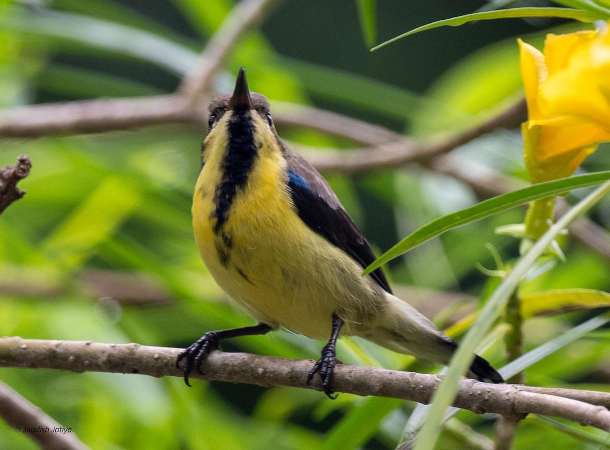 Purple Sunbird - ML641481939