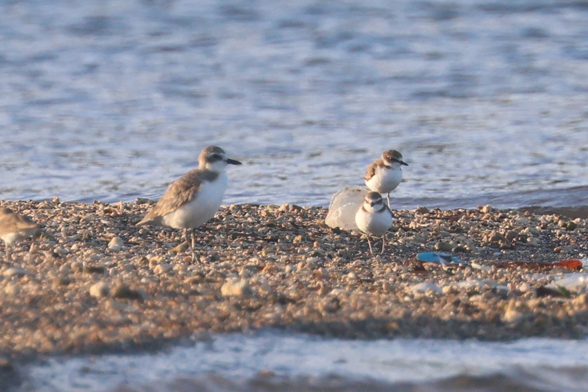 Javan Plover - ML641481948