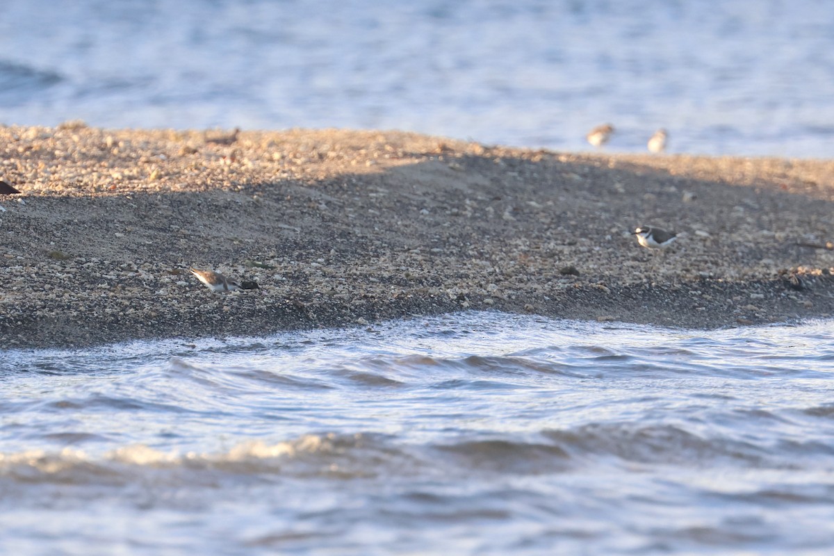 Javan Plover - ML641481949