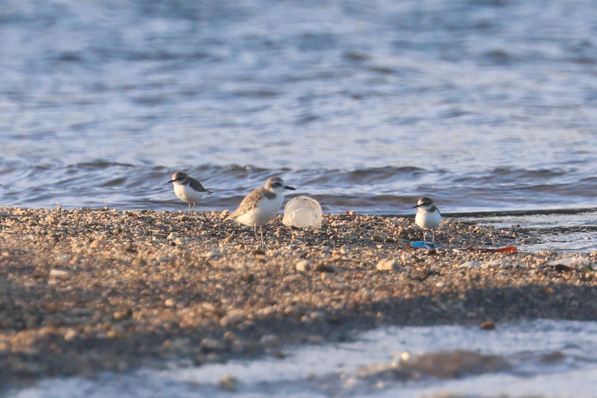 Javan Plover - ML641481952