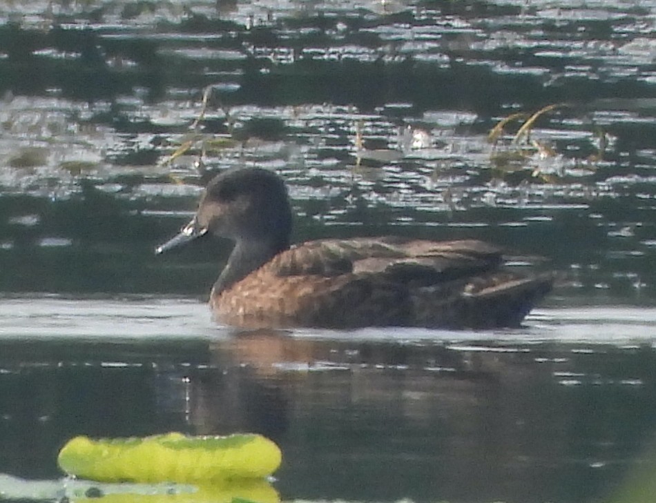 Falcated Duck - ML641481994