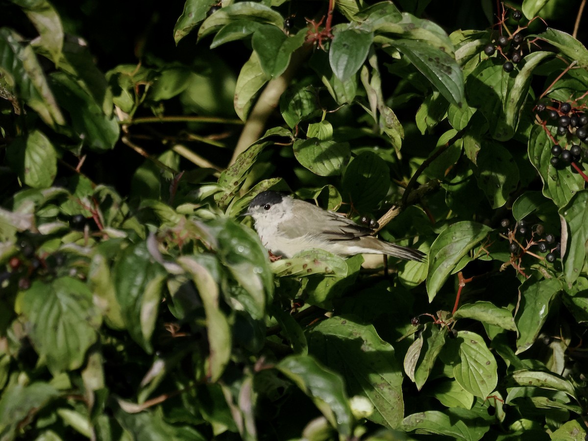 Eurasian Blackcap - ML641482009
