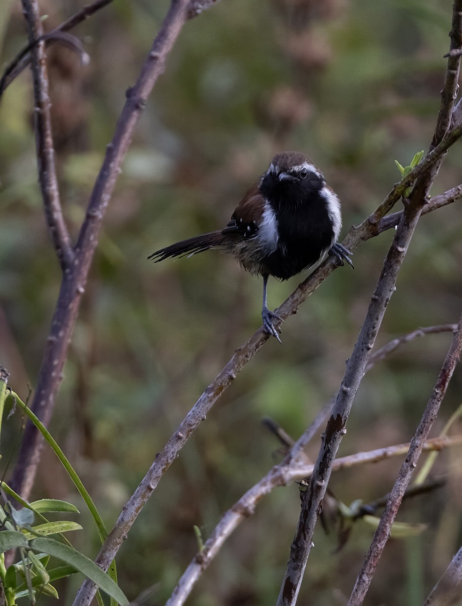 Rusty-backed Antwren - ML641482049