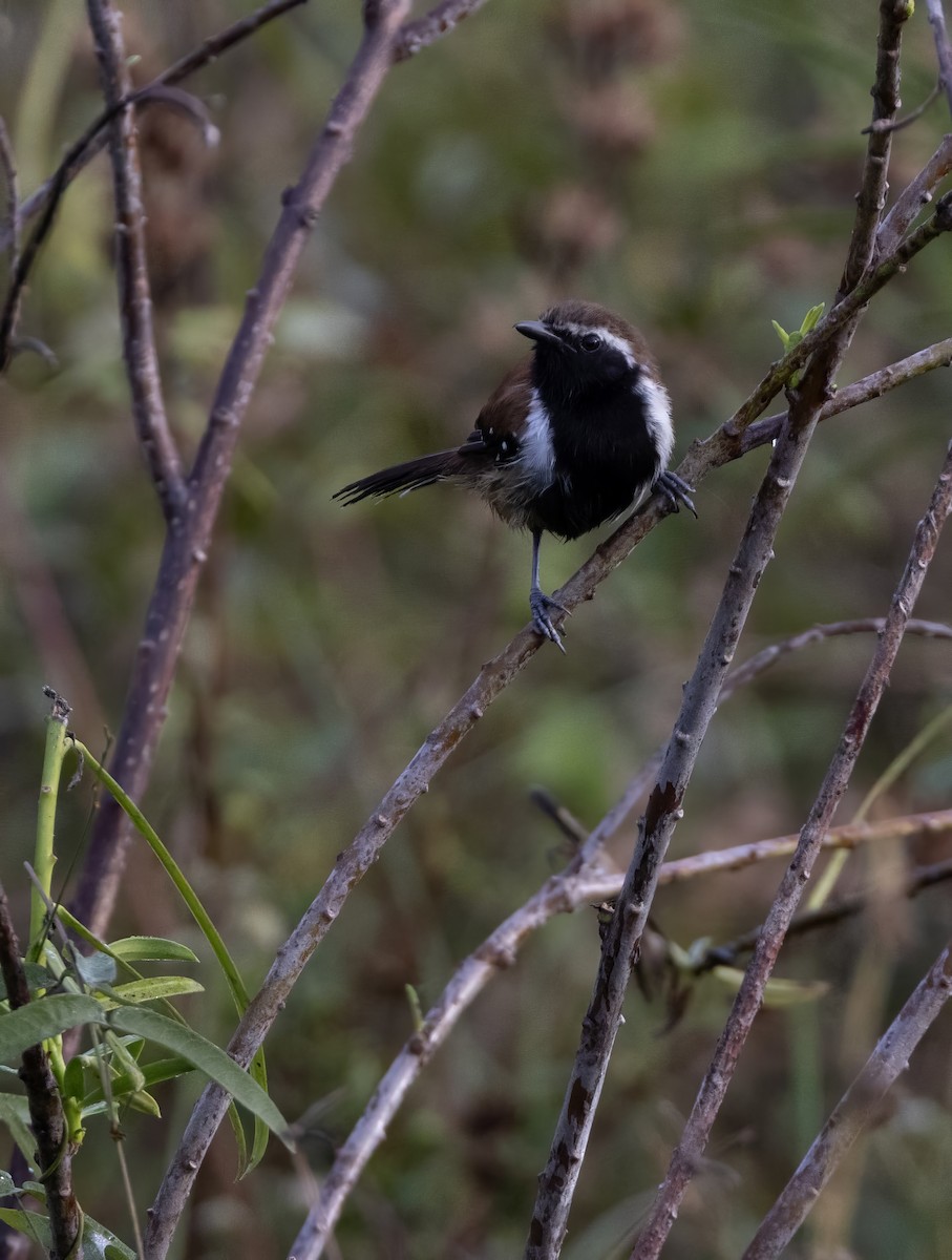 Rusty-backed Antwren - ML641482050