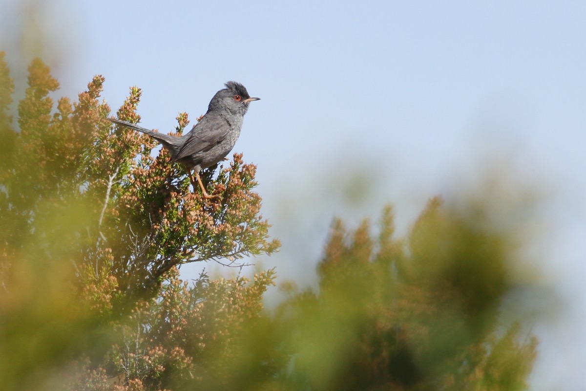 Marmora's Warbler - ML641482082