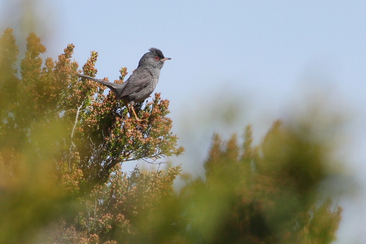 Marmora's Warbler - ML641482083