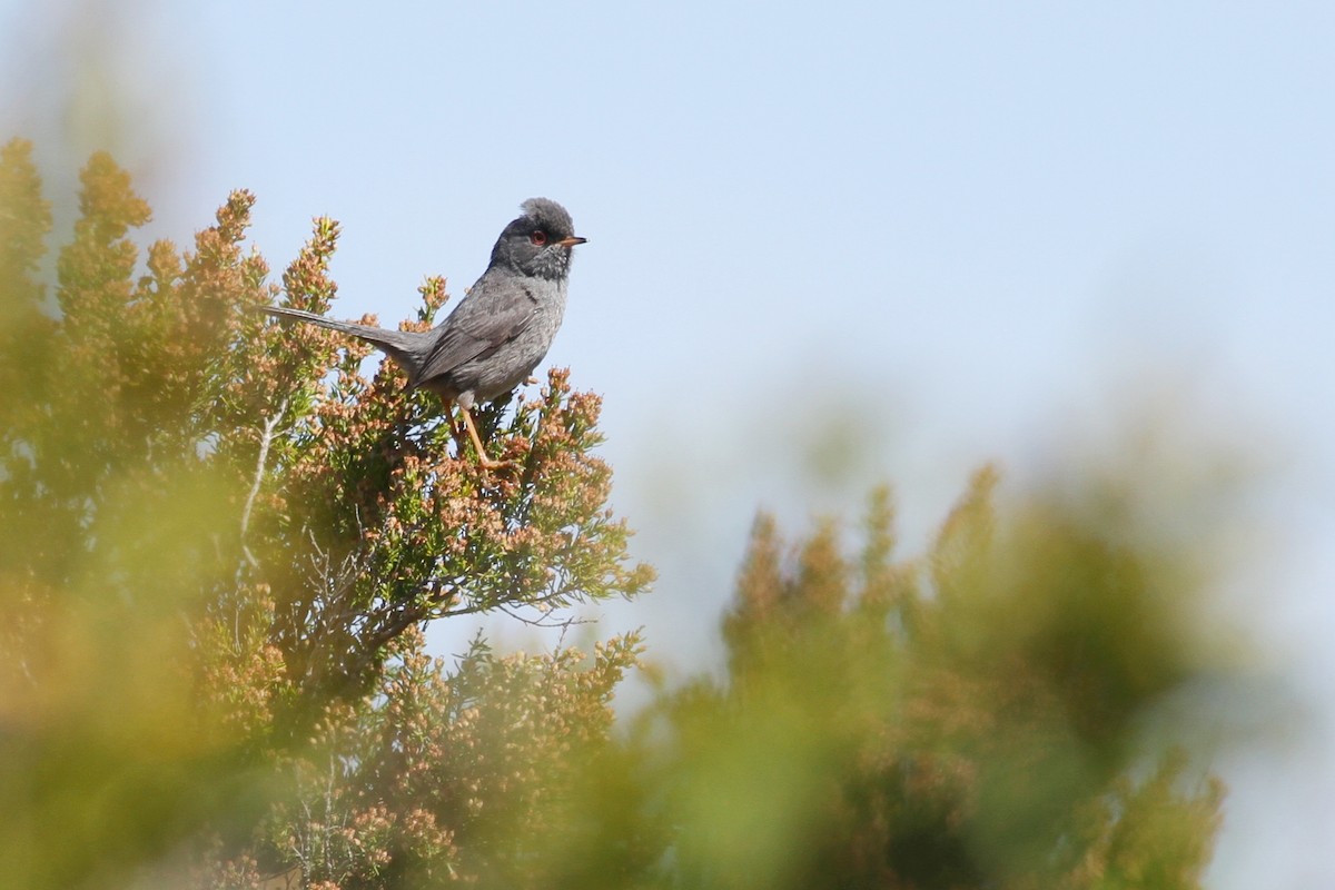 Marmora's Warbler - ML641482084