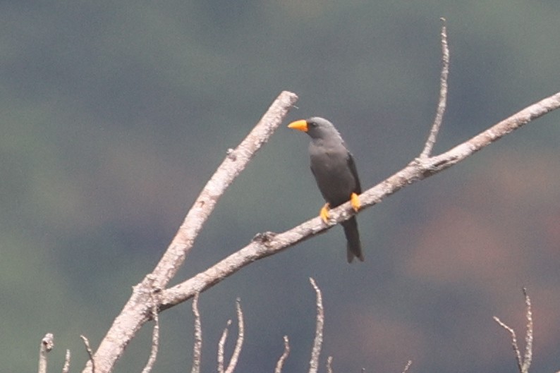 Finch-billed Myna - ML641482115