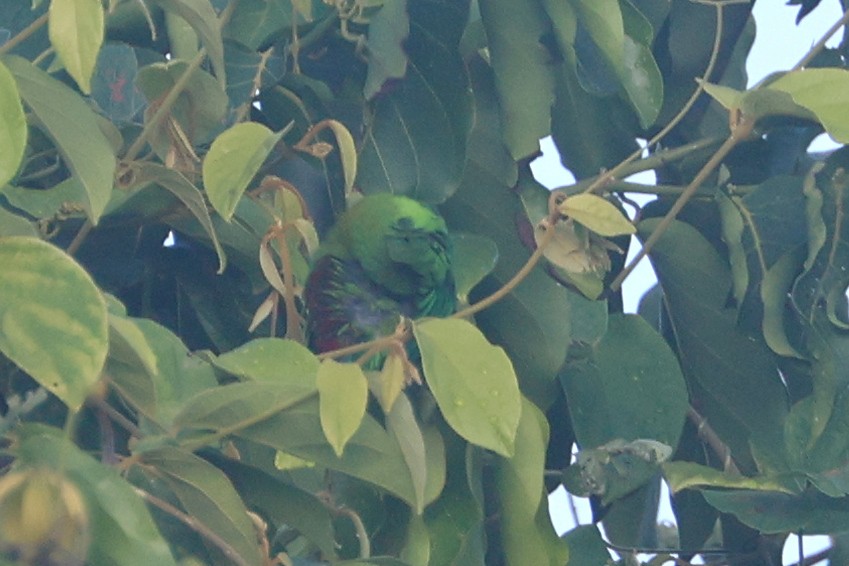 Pygmy Hanging-Parrot - ML641482119