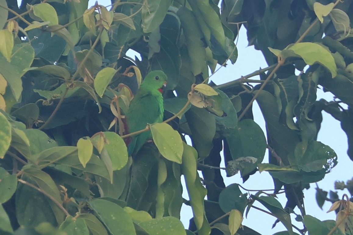 Pygmy Hanging-Parrot - ML641482120