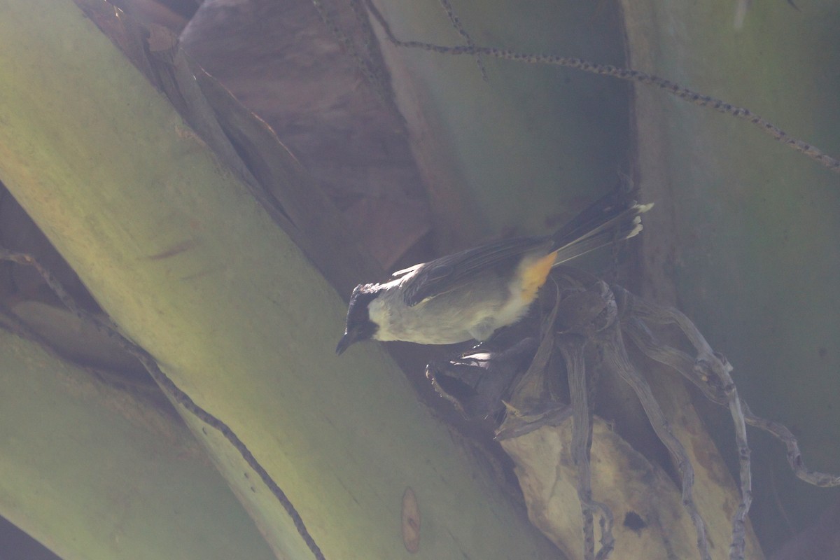 Bulbul urre-ipurdia - ML641482166