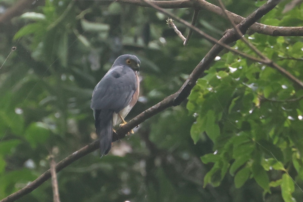 Vinous-breasted Sparrowhawk - ML641482197