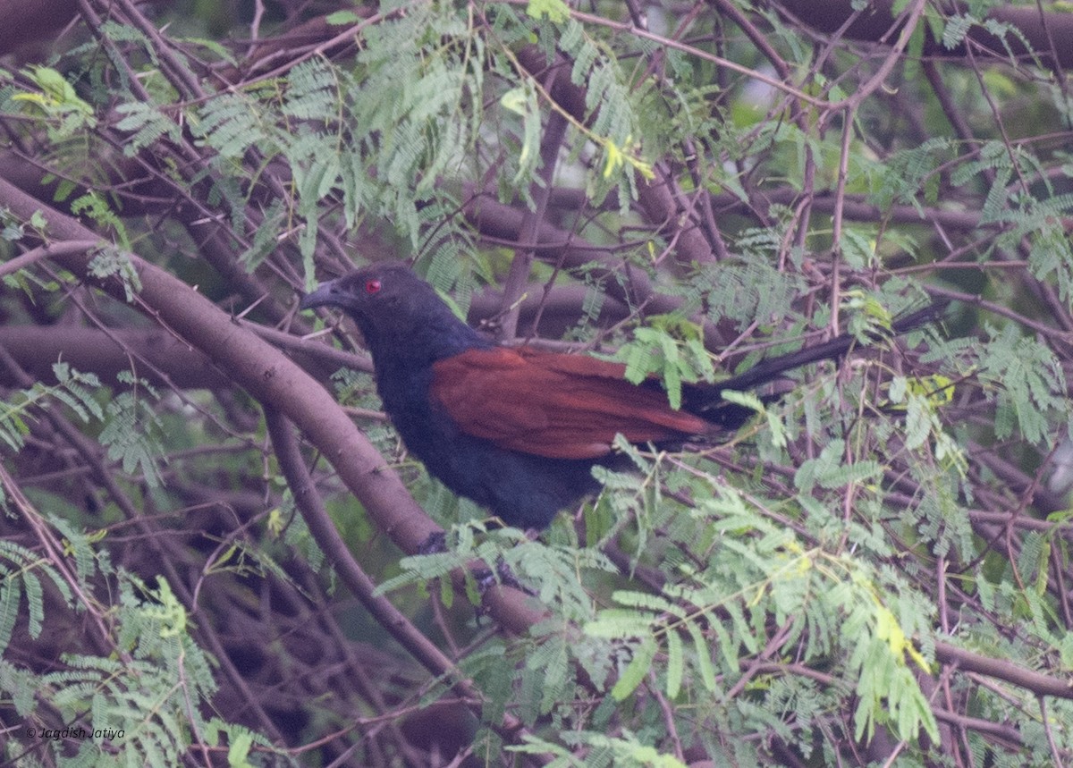Greater Coucal - ML641482200