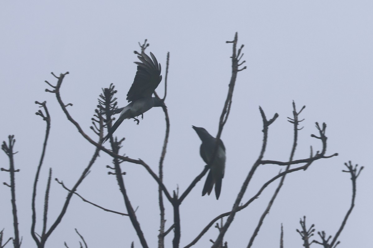White-rumped Cuckooshrike - ML641482228