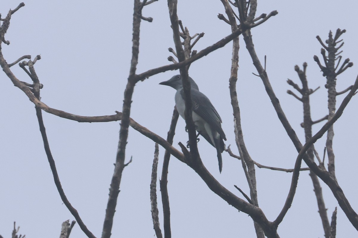 White-rumped Cuckooshrike - ML641482229