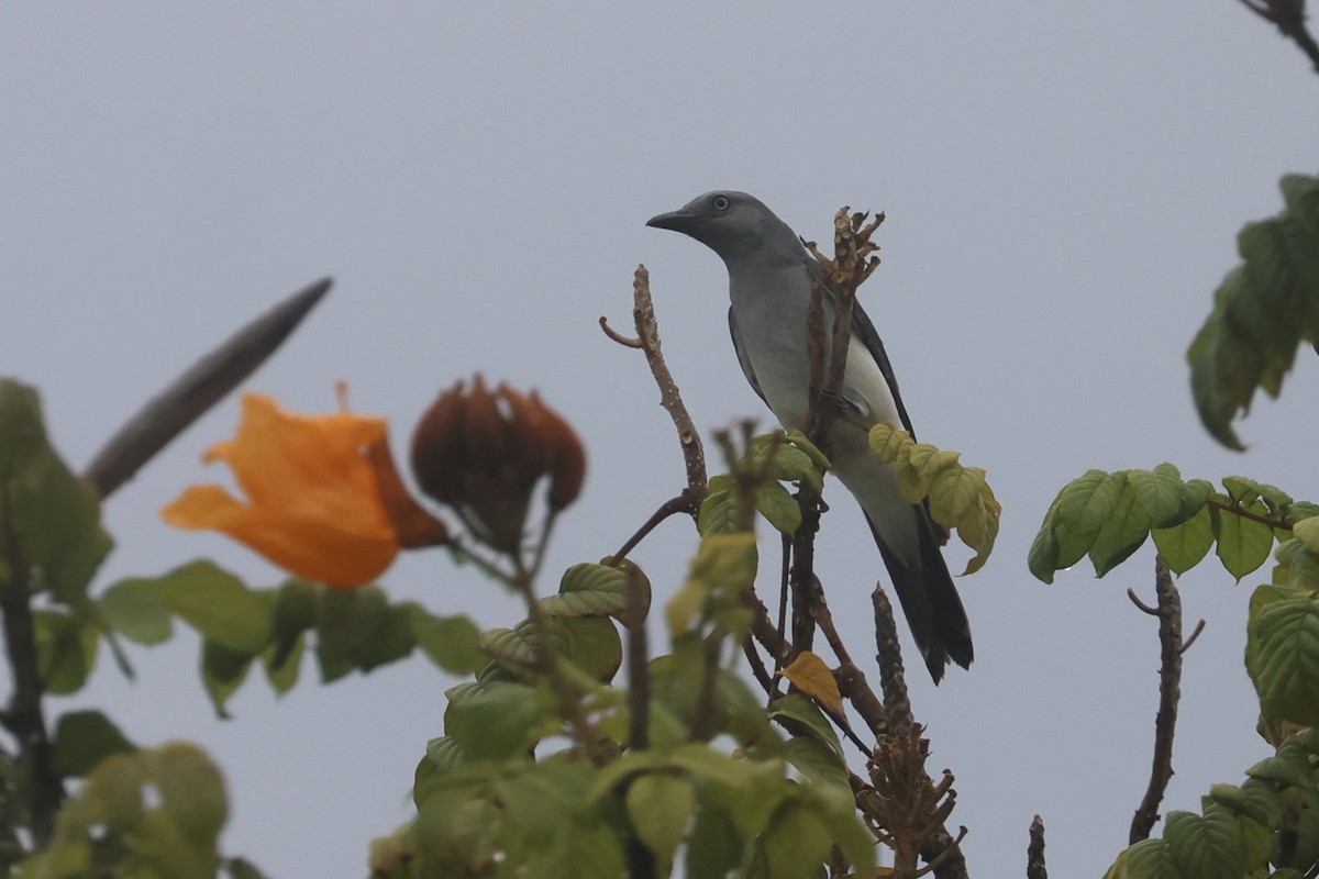 White-rumped Cuckooshrike - ML641482230